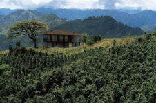 40%-off-colombia-cauca-so-1kg-$2850,-500g-$16.65-+-delivery-($0-w/-$69-order,-delayed-dispatch-option)-@-lime-blue-coffee