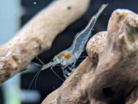 native-glass-shrimp-$3-(normally-$5)-each-+-$13.99-express-postage-($0-syd-c&c)-@-sydney-aquascapes