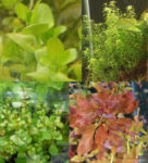 10+-stems-aquarium-plant-combo-$9.99-+-$4-postage-($0-syd-c&c)-@-sydney-aquascapes