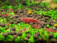 red-cherry-shrimp-(aquarium-cleaner)-$5-each-+-$14-express-postage-($0-syd-c&c)-@-sydney-aquascapes