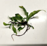 small-assorted-java-fern-$299-each-+-$3.99-postage-($0-syd-c&c)-@-sydney-aquascapes