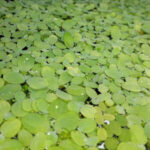 giant-water-spangles-$6-(normally-$12)-+-$4-postage-($0-syd-c&c,-$14-express)-@-sydney-aquascapes