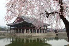 juneyao-air:-sydney-to-seoul,-south-korea-from-$463-return,-jeju-from-$664-return-(jan-mar)-via-shanghai-@-beat-that-flight