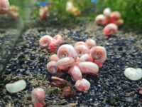 pink-ram-horn-aquarium-snail-(aquarium-cleaner)-$499-each-+-$3.99-postage-($14-express,-$0-syd-c&c)-@-sydney-aquascapes