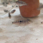 baby-blue/green-texas-cichlid-$12-+-$14-express-postage-($0-syd-c&c)-@-sydney-aquascapes